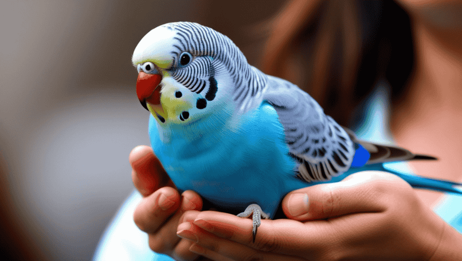 Blue Indian Ringneck’s Health and Wellness